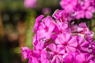 Güneşli bir günde ortanca çiçeği. Çiçekli hortensia bitkisi. Bloss