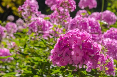 Güneşli bir günde ortanca çiçeği. Çiçekli hortensia bitkisi. Bloss