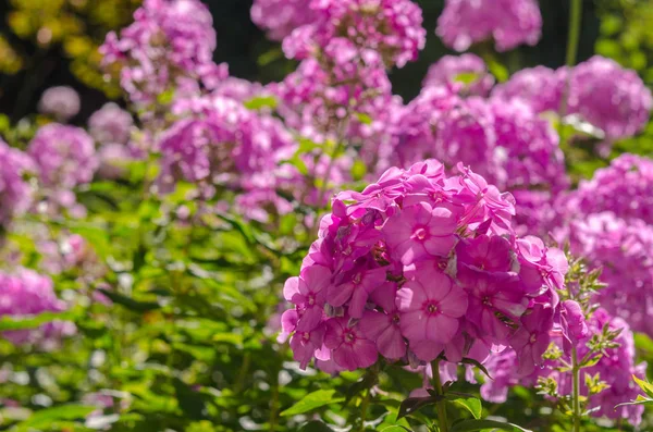 Güneşli bir günde ortanca çiçeği. Çiçekli hortensia bitkisi. Bloss