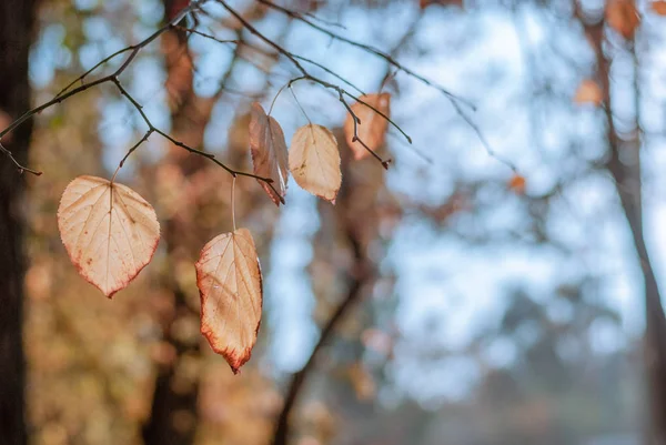 Bunte Herbstblätter am Baum. lizenzfreie Stockbilder