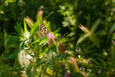 Melanargia galaksisi bir çayır çiçeğinin nektarıyla besleniyor..