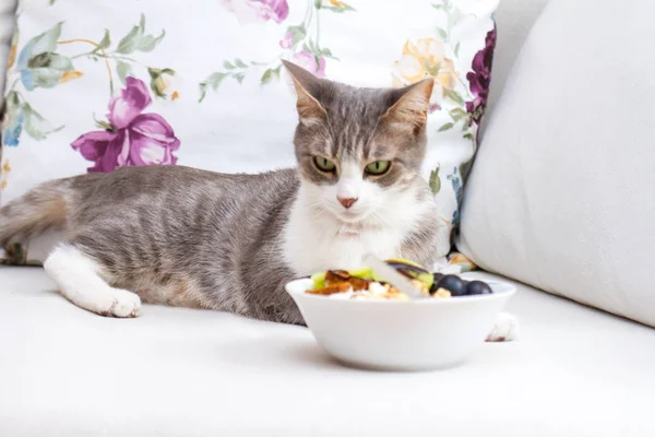 Cute cat in healthy eating concept. raw vegan bites with kiwi and grape in yogurt.