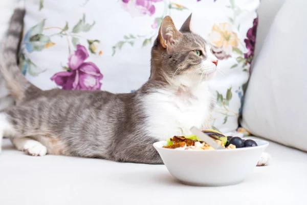 Cute cat in healthy eating concept. raw vegan bites with kiwi and grape in yogurt.