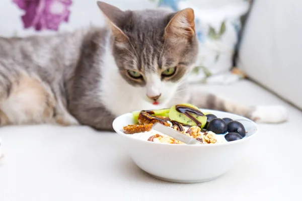 Cute cat in healthy eating concept. raw vegan bites with kiwi and grape in yogurt.