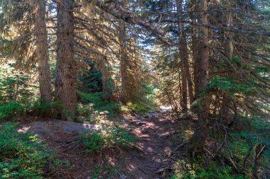 Pinetree orman manzaralı çayır alan ve yollar Bursa'da Uludağ Milli Parkı içinde.