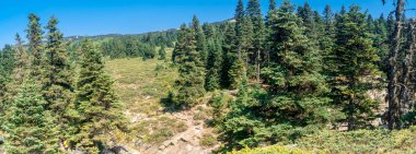 Pinetree orman manzaralı çayır alan ve yollar Bursa'da Uludağ Milli Parkı içinde.