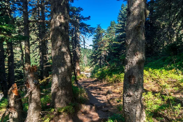 Pinetree orman manzaralı çayır alan ve yollar Bursa'da Uludağ Milli Parkı içinde.