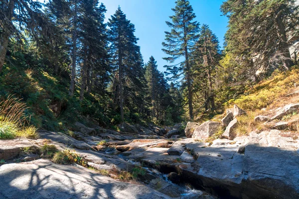 Visa Små Floden Bland Stor Pinjeskog Uludag National Park — Stockfoto