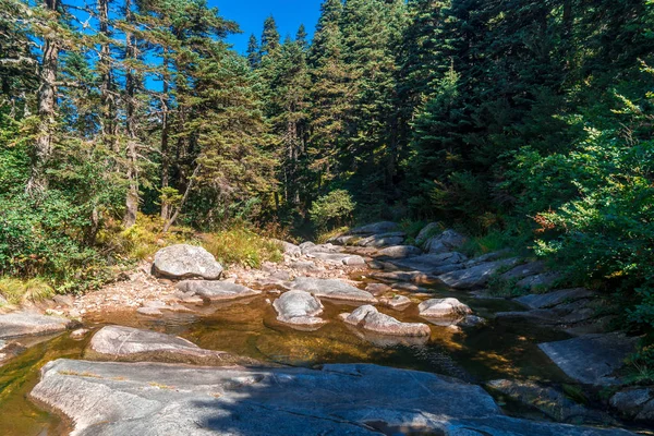 Visa Små Floden Bland Stor Pinjeskog Uludag National Park — Stockfoto