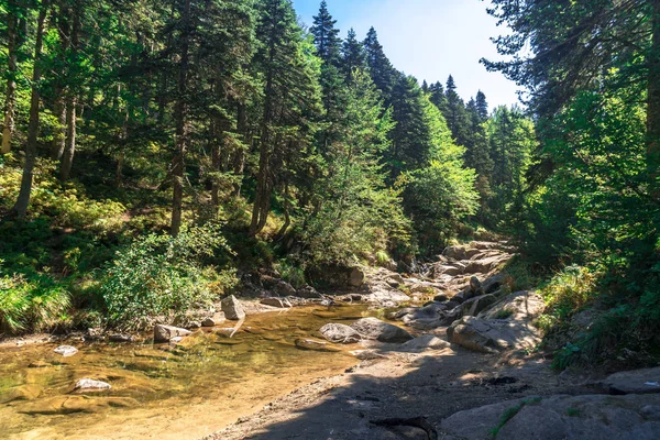 Vista Pequeno Rio Entre Grande Floresta Pinheiros Parque Nacional Uludag — Fotografia de Stock