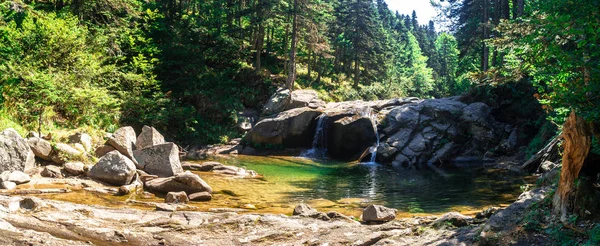 Büyük çam ağacı orman Uludağ Milli Parkı'nda arasında küçük nehir manzarası.