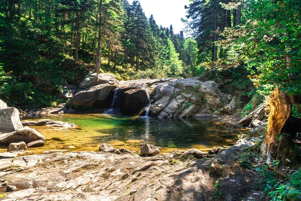 Büyük çam ağacı orman Uludağ Milli Parkı'nda arasında küçük nehir manzarası.