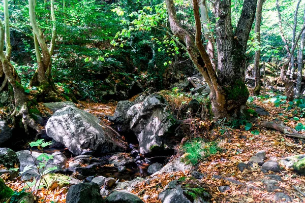 Şelale ağaç orman arasında küçük nehir manzarası.