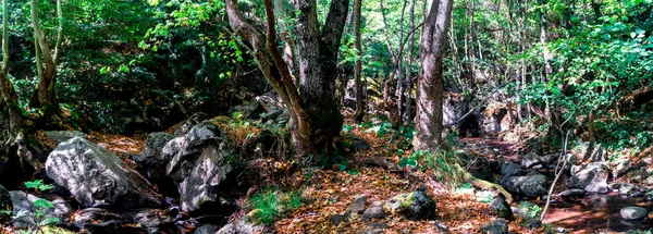 Вид Маленькую Реку Водопадом Среди Лесного Массива — стоковое фото