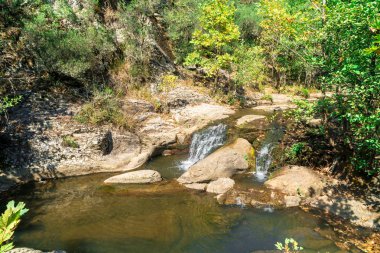 Şelale ağaç orman arasında küçük nehir manzarası.