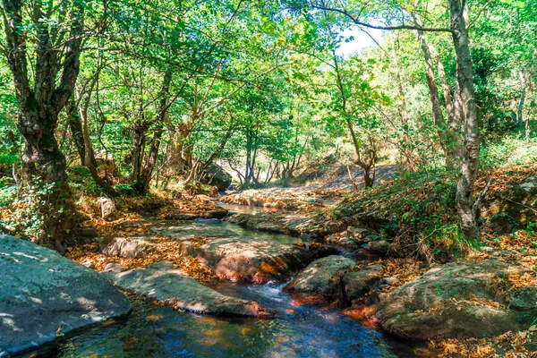 Vista Pequeno Rio Com Cachoeira Entre Floresta Arbórea — Fotografia de Stock