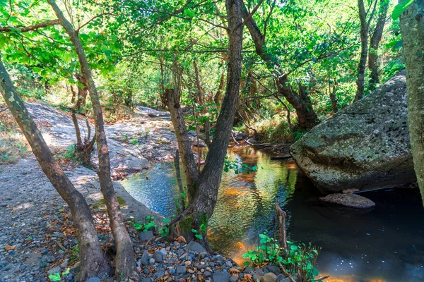 Vista Pequeno Rio Com Cachoeira Entre Floresta Arbórea — Fotografia de Stock