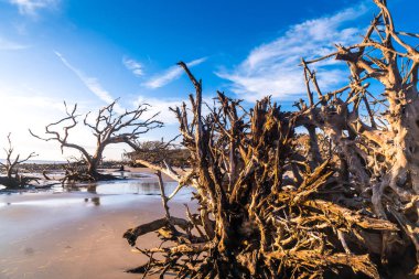 Jekyll Island, Gürcistan'daki dalgaların karaya attığı odun Beach gündoğumu görünümü. Dalgaların karaya attığı odun okyanus boyunca ölü ağaç köklerinin tam uzun kumsalı ile popüler.
