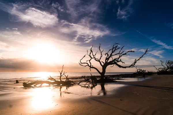Jekyll Island, Gürcistan'daki dalgaların karaya attığı odun Beach gündoğumu görünümü. Dalgaların karaya attığı odun okyanus boyunca ölü ağaç köklerinin tam uzun kumsalı ile popüler.