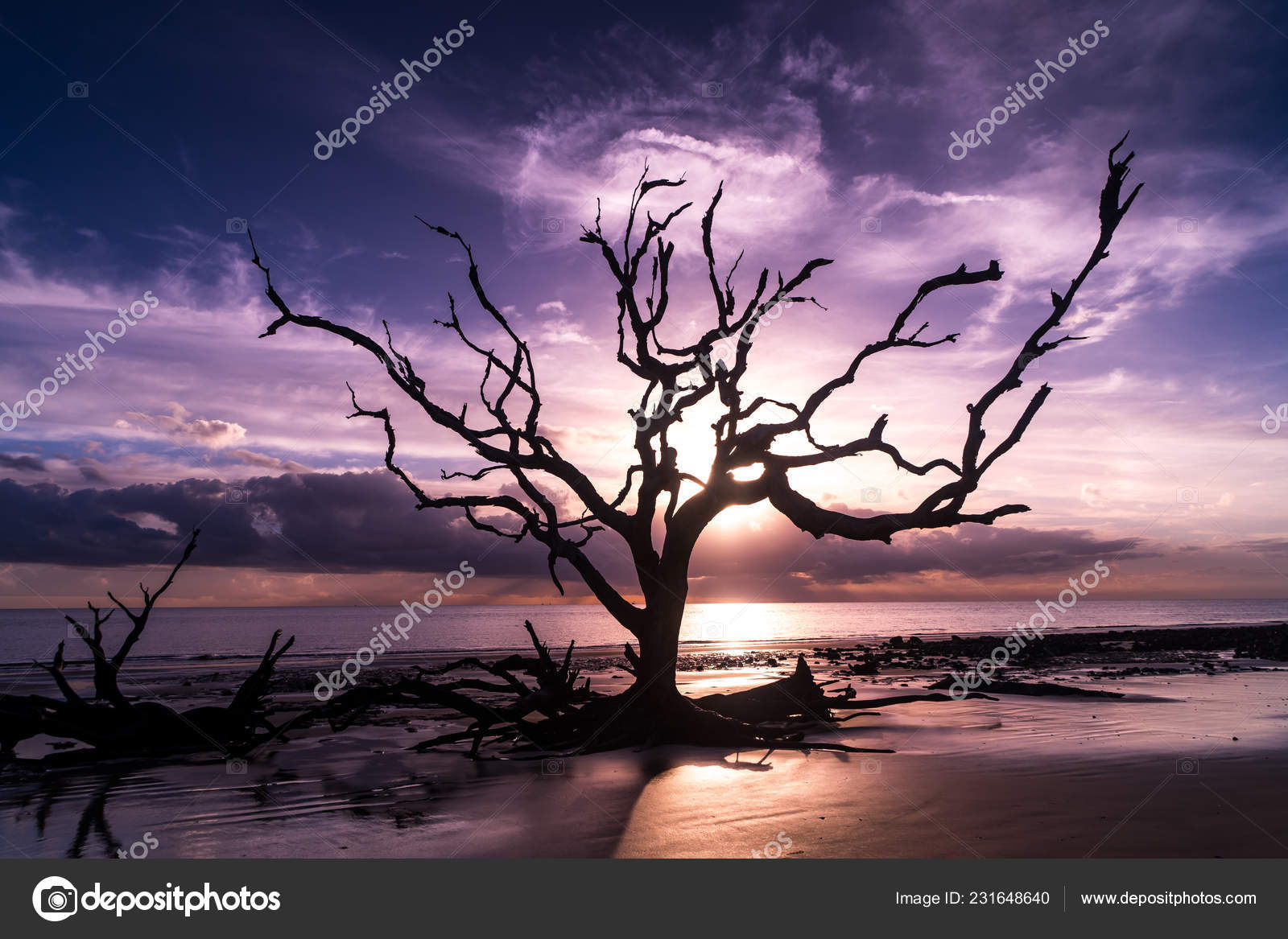 Sunrise View Driftwood Beach Jekyll Island Georgia Driftwood Popular Its —  Stock Photo © niglaynike #231648640, image size:1600x1167