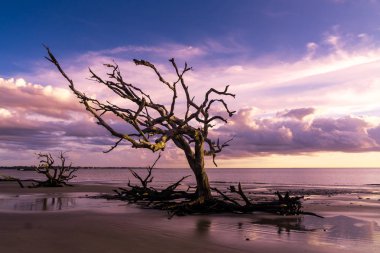 Jekyll Island, Gürcistan'daki dalgaların karaya attığı odun Beach gündoğumu görünümü. Dalgaların karaya attığı odun okyanus boyunca ölü ağaç köklerinin tam uzun kumsalı ile popüler.