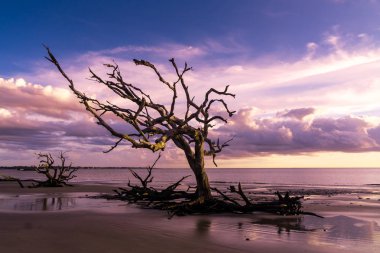 Sunrise view of Driftwood Beach in Jekyll Island, Georgia. Driftwood is popular with its long beach full of dead tree roots along ocean. clipart