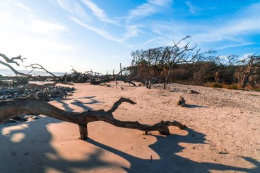 Jekyll Island, Gürcistan'daki dalgaların karaya attığı odun Beach gündoğumu görünümü. Dalgaların karaya attığı odun okyanus boyunca ölü ağaç köklerinin tam uzun kumsalı ile popüler.