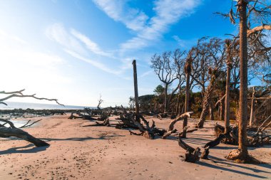 Jekyll Island, Gürcistan'daki dalgaların karaya attığı odun Beach gündoğumu görünümü. Dalgaların karaya attığı odun okyanus boyunca ölü ağaç köklerinin tam uzun kumsalı ile popüler.