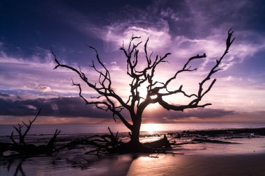 Jekyll Island, Gürcistan'daki dalgaların karaya attığı odun Beach gündoğumu görünümü. Dalgaların karaya attığı odun okyanus boyunca ölü ağaç köklerinin tam uzun kumsalı ile popüler.