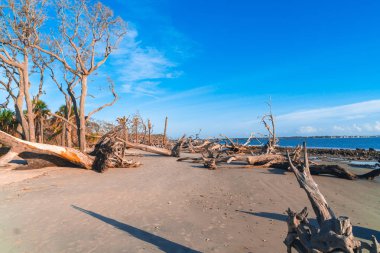 Jekyll Island, Gürcistan'daki dalgaların karaya attığı odun Beach gündoğumu görünümü. Dalgaların karaya attığı odun okyanus boyunca ölü ağaç köklerinin tam uzun kumsalı ile popüler.