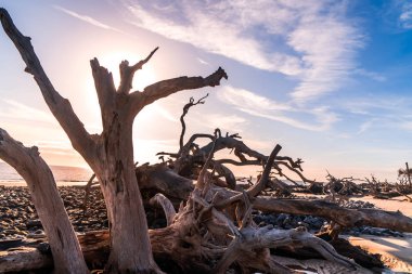 Jekyll Island, Gürcistan'daki dalgaların karaya attığı odun Beach gündoğumu görünümü. Dalgaların karaya attığı odun okyanus boyunca ölü ağaç köklerinin tam uzun kumsalı ile popüler.