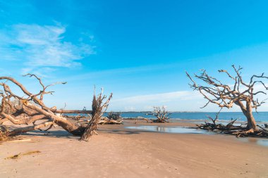 Jekyll Island, Gürcistan'daki dalgaların karaya attığı odun Beach gündoğumu görünümü. Dalgaların karaya attığı odun okyanus boyunca ölü ağaç köklerinin tam uzun kumsalı ile popüler.