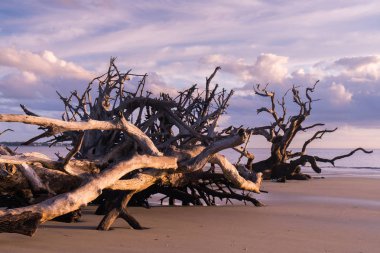 Jekyll Island, Gürcistan'daki dalgaların karaya attığı odun Beach gündoğumu görünümü. Dalgaların karaya attığı odun okyanus boyunca ölü ağaç köklerinin tam uzun kumsalı ile popüler.