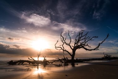 Jekyll Island, Gürcistan'daki dalgaların karaya attığı odun Beach gündoğumu görünümü. Dalgaların karaya attığı odun okyanus boyunca ölü ağaç köklerinin tam uzun kumsalı ile popüler.
