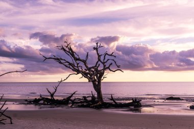 Jekyll Island, Gürcistan'daki dalgaların karaya attığı odun Beach gündoğumu görünümü. Dalgaların karaya attığı odun okyanus boyunca ölü ağaç köklerinin tam uzun kumsalı ile popüler.