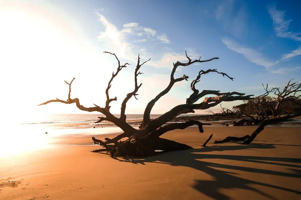 Sunrise View Driftwood Beach Jekyll Island Georgia Driftwood Popular Its — Stock Photo, Image