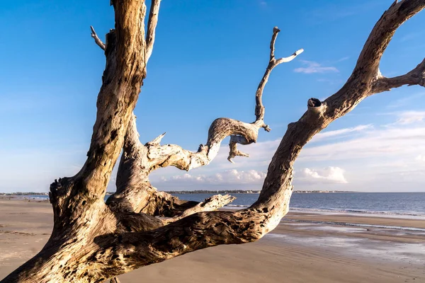 Sonnenaufgang Blick Auf Den Treibholzstrand Auf Der Insel Jekyll Georgien — Stockfoto