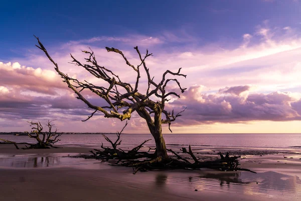 Sunrise Подання Driftwood Пляжі Джекілл Айленді Штат Джорджія Driftwood Користується — стокове фото