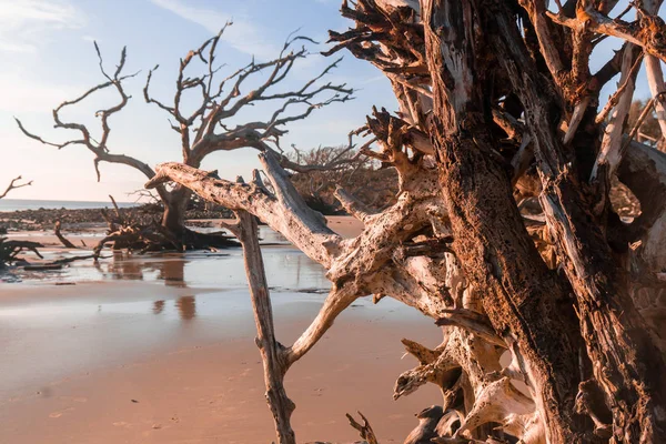 Sunrise View Driftwood Beach Jekyll Island Georgia Driftwood Popular Its — Stock Photo, Image