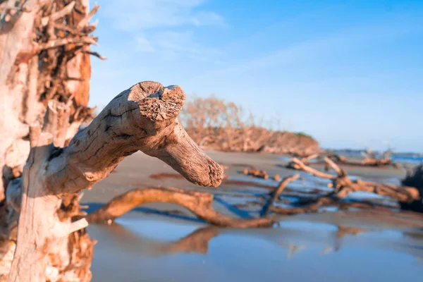 Sunrise View Driftwood Beach Jekyll Island Georgia Driftwood Popular Its — Stock Photo, Image