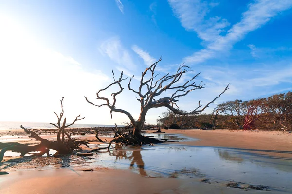 Sunrise View Driftwood Beach Jekyll Island Georgia Driftwood Popular Its — Stock Photo, Image