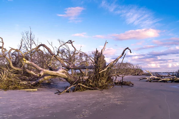佐治亚州杰基尔岛漂流木海滩的日出景观 漂流木是受欢迎的 它的长海滩上充满了死树根沿着海洋 — 图库照片