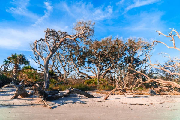 Sunrise Подання Driftwood Пляжі Джекілл Айленді Штат Джорджія Driftwood Користується — стокове фото