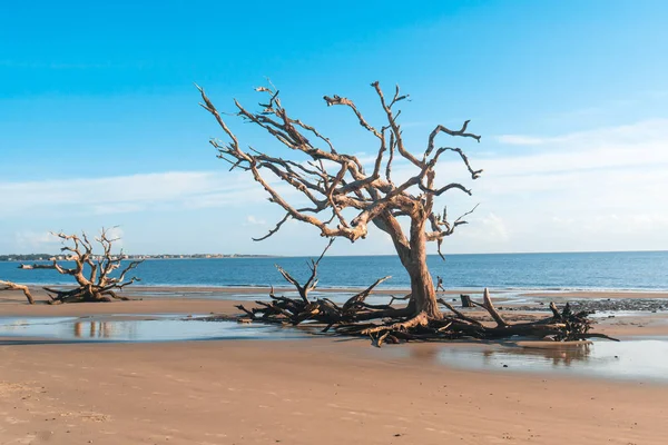 Sunrise View Driftwood Beach Jekyll Island Georgia Driftwood Popular Its — Stock Photo, Image