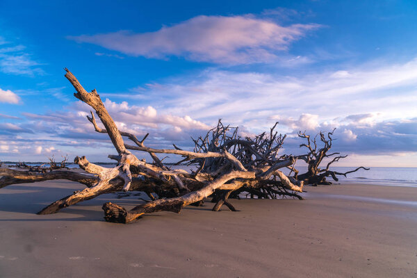 Sunrise view of Driftwood Beach in Jekyll Island, Georgia. Driftwood is popular with its long beach full of dead tree roots along ocean.