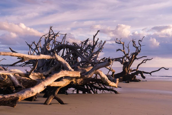 Vue Lever Soleil Sur Driftwood Beach Jekyll Island Géorgie Driftwood — Photo