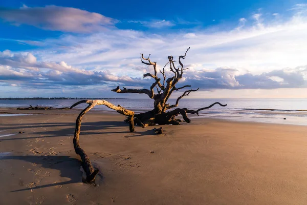 Sunrise View Driftwood Beach Jekyll Island Georgia Driftwood Popular Its — Stock Photo, Image