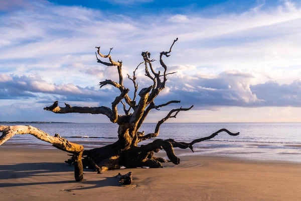 佐治亚州杰基尔岛漂流木海滩的日出景观 漂流木是受欢迎的 它的长海滩上充满了死树根沿着海洋 — 图库照片