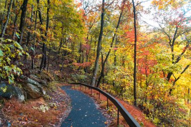 Amicalola State Park turuncu renk sonbahar sezon.