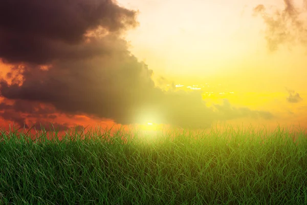 Grens van groen gras en sleepboten in de lente met Sunshine Sky — Stockfoto